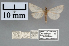 Criophthona sabulosalis