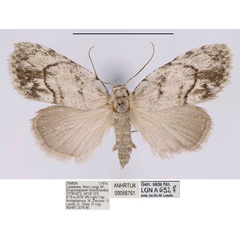 /filer/webapps/moths/media/images/I/inopinata_Ezishnola_HT_ANHRT_aUdKose.jpg