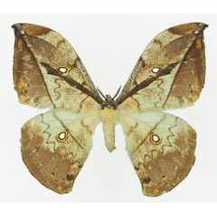 /filer/webapps/moths/media/images/N/neglecta_Pselaphelia_AF_Basquin_02a.jpg