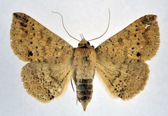 /filer/webapps/moths/media/images/I/inangulata_Ericeia_AF_NHMO_02.jpg