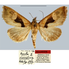 /filer/webapps/moths/media/images/V/viossati_Anoba_AT_MNHN.jpg