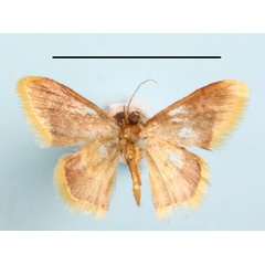 /filer/webapps/moths/media/images/P/purpurascens_Idaea_A_MGCLb_01.jpg