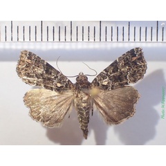 /filer/webapps/moths/media/images/L/latreillei_Callopistria_A_Bippus_02.jpg