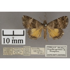 /filer/webapps/moths/media/images/A/apicalis_Ozarba_PT_OUMNHa_01.jpg