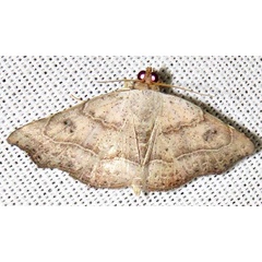 /filer/webapps/moths/media/images/D/drepanodes_Cautatha_A_Braun_05.jpg