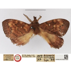 /filer/webapps/moths/media/images/C/crenulata_Leipoxais_HT_NHMUK.jpg