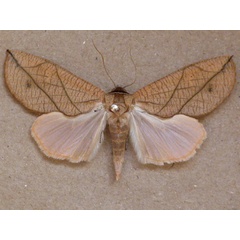 /filer/webapps/moths/media/images/L/longivalvis_Arcyophora_A_Butler_01.jpg