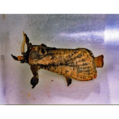 /filer/webapps/moths/media/images/N/natalica_Kroonia_A_Roland_01.jpg