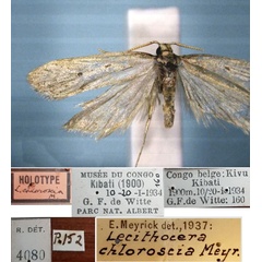 /filer/webapps/moths/media/images/C/chloroscia_Lecithocera_HT_RMCA.jpg