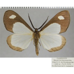 /filer/webapps/moths/media/images/B/bandajoma_Geodena_AM_ZSM.jpg