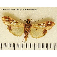 /filer/webapps/moths/media/images/M/margaritis_Terastria_A_OUMNHb_01.jpg