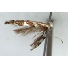 /filer/webapps/moths/media/images/O/ololua_Phyllonorycter_HT_RMCA.jpg