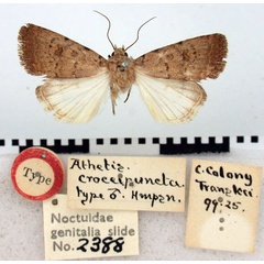 /filer/webapps/moths/media/images/C/croceipuncta_Athetis_ST_BMNH.jpg