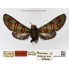 /filer/webapps/moths/media/images/M/meyeri_Arniocera_PTM_NHMUK_01.jpg