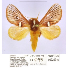 /filer/webapps/moths/media/images/Z/zambica_Delorhachis_PTM_ANHRT.jpg