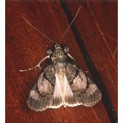/filer/webapps/moths/media/images/B/bipunctata_Audea_A_Roland_01.jpg