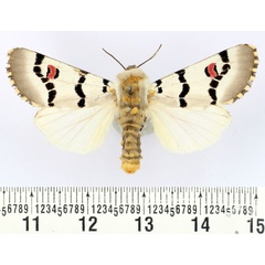 /filer/webapps/moths/media/images/D/delamarei_Diaphone_AM_BMNH.jpg