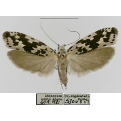 /filer/webapps/moths/media/images/A/angensteini_Ethmia_HT_MfN.jpg