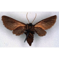 /filer/webapps/moths/media/images/P/pinheyi_Metarctia_PT_RMCA_02.jpg