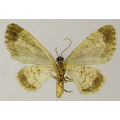 /filer/webapps/moths/media/images/C/cognata_Piercia_AM_ZSMb.jpg