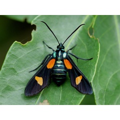 /filer/webapps/moths/media/images/V/vicaria_Marmax_A_Wendt.jpg