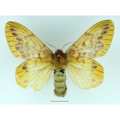 /filer/webapps/moths/media/images/N/nigrivenis_Lechriolepis_AF_Basquin_02.jpg