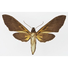 /filer/webapps/moths/media/images/M/morganii_Xanthopan_AM_Basquinb.jpg