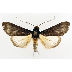 /filer/webapps/moths/media/images/S/subligata_Audea_AM_TMSA_02.jpg