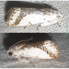 /filer/webapps/moths/media/images/S/scalifera_Trymalitis_A_Bippus.jpg