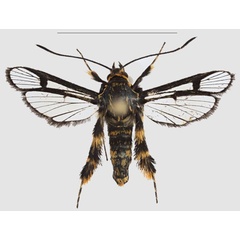 /filer/webapps/moths/media/images/N/nimbaensis_Crinipus_PTM_SMNS.jpg