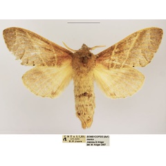 /filer/webapps/moths/media/images/M/manica_Bombycopsis_AF_TMSA.jpg