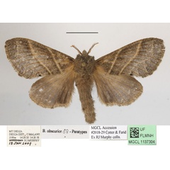 /filer/webapps/moths/media/images/O/obscurior_Bombycopsis_AF_MGCLa_02.JPG