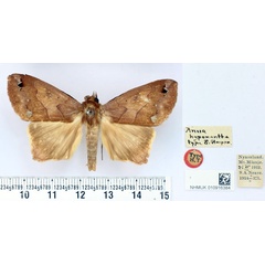 /filer/webapps/moths/media/images/H/hypoxantha_Anua_HT_BMNH.jpg