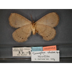 /filer/webapps/moths/media/images/S/shabae_Stenoglene_HT_RMCA_02.jpg