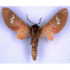 /filer/webapps/moths/media/images/P/preussi_Balacra_HT_ZMHB_02.jpg