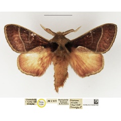 /filer/webapps/moths/media/images/O/oinopa_Nadiasa_PTM_NHMUK.jpg