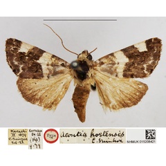 /filer/webapps/moths/media/images/H/hortensis_Acontia_HT_NHMUK.jpg