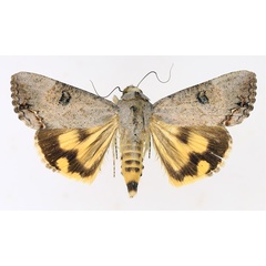 /filer/webapps/moths/media/images/D/deflorata_Hypocala_AM_TMSA_02.jpg