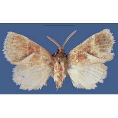 /filer/webapps/moths/media/images/K/kakamegaensis_Lukeniana_HT_ZSM.jpg