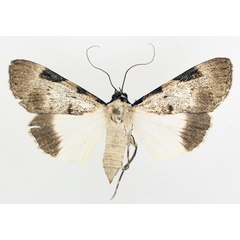 /filer/webapps/moths/media/images/M/melanoplaga_Audea_AF_TMSA_02.jpg