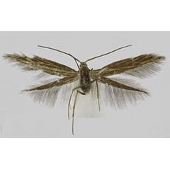 /filer/webapps/moths/media/images/E/ensifera_Coleophora_HT_RMCA.jpg