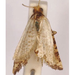 /filer/webapps/moths/media/images/A/africana_Cochylis_ST_SAMC.jpg