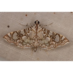 /filer/webapps/moths/media/images/A/astomalis_Chabulina_AM_Heyns_02.jpg