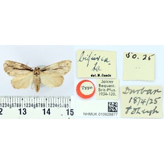 /filer/webapps/moths/media/images/B/bifurcata_Crionica_HT_BMNH.jpg