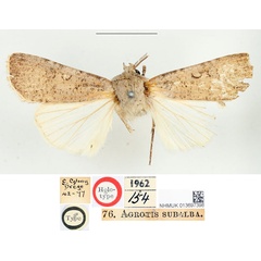 /filer/webapps/moths/media/images/S/subalba_Agrotis_HT_BMNH.jpg