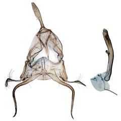 /filer/webapps/moths/media/images/P/preciosalis_Trichophysetis_GM_BMNH_23258.jpg