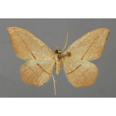 /filer/webapps/moths/media/images/F/falcata_Traminda_A_ZSM_01.jpg