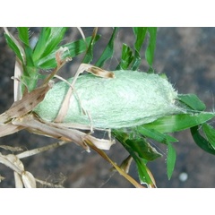 /filer/webapps/moths/media/images/D/distincta_Pseudolyra_P_Grobler.jpeg