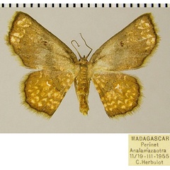 /filer/webapps/moths/media/images/O/ophthalmica_Chrysocraspeda_AF_ZSM.jpg