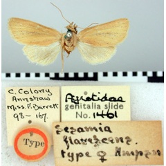 /filer/webapps/moths/media/images/F/flavescens_Sesamia_HT_BMNH.jpg